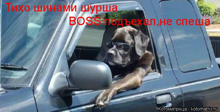 Тихо шинами шурша BOSS подъехал,не спеша... Котоматрица: Тихо шинами шурша BOSS подъехал,не спеша