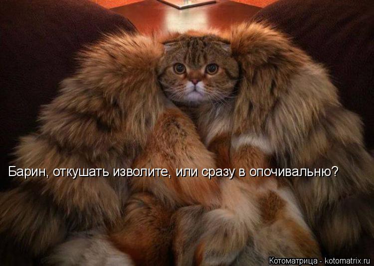 Барин, откушать изволите, или сразу в опочивальню?... Котоматрица: Барин, откушать изволите, или сразу в опочивальню?