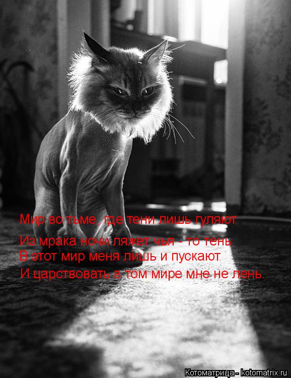 И царствовать в том мире мне не лень. Мир во тьме, где тени лишь гуляют Из мрака ночи ляжет чья - то ... Котоматрица: И царствовать в том мире мне не лень. Мир во тьме, где тени лишь гуляют Из мрака ночи ляжет чья - то тень В этот мир меня лишь и пускают