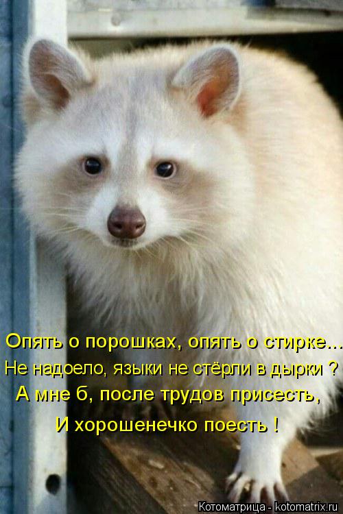 Опять о порошках, опять о стирке... Не надоело, языки не стёрли в дырки ? А мне б, после трудов присе... Котоматрица: Опять о порошках, опять о стирке... Не надоело, языки не стёрли в дырки ? А мне б, после трудов присесть, И хорошенечко поесть !