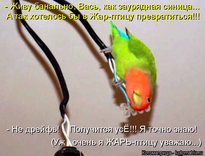 (Уж очень я ЖАРЬ-птицу уважаю...) - Живу банально, Вась, как заурядная синица... А так хотелось бы ... Котоматрица: (Уж очень я ЖАРЬ-птицу уважаю...) - Живу банально, Вась, как заурядная синица... А так хотелось бы в Жар-птицу превратиться!!! - Не дрейфь! Получ