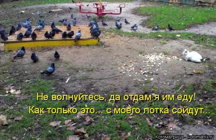 Как только это... с моего лотка сойдут... Не волнуйтесь, да отдам я им еду!... Котоматрица: Как только это... с моего лотка сойдут... Не волнуйтесь, да отдам я им еду!
