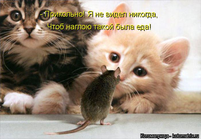 - Прикольно! Я не видел никогда, Чтоб наглою такой была еда!... Котоматрица: - Прикольно! Я не видел никогда, Чтоб наглою такой была еда!