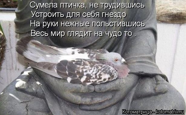 Сумела птичка, не трудившись Устроить для себя гнездо На руки нежные польстившись Весь мир глядит на ... Котоматрица: Сумела птичка, не трудившись Устроить для себя гнездо На руки нежные польстившись Весь мир глядит на чудо то .