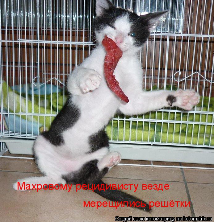 Котоматрица: Махровому рецидивисту везде  мерещились решётки