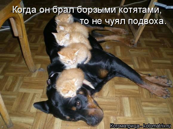 Когда он брал борзыми котятами, то не чуял подвоха.... Котоматрица: Когда он брал борзыми котятами, то не чуял подвоха.
