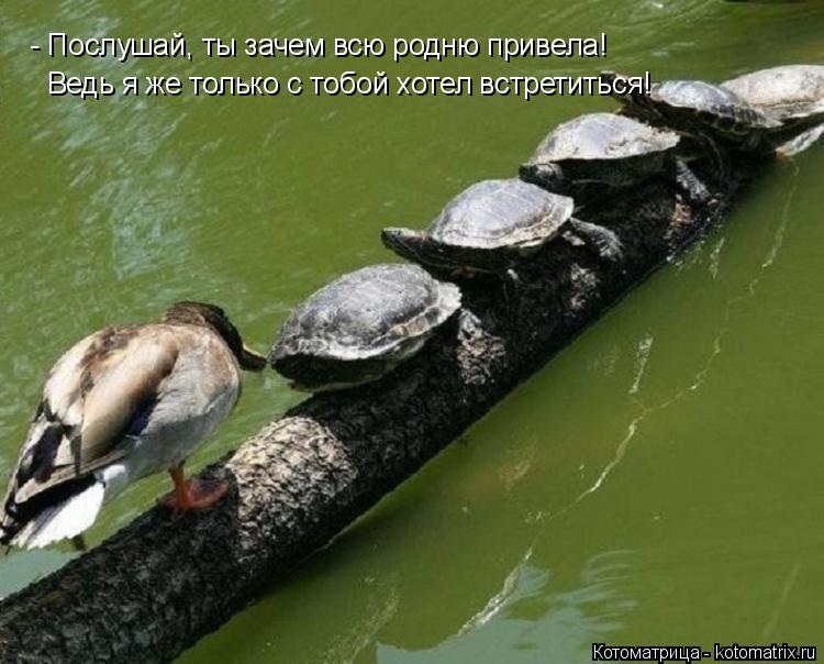 - Послушай, ты зачем всю родню привела! Ведь я же только с тобой хотел встретиться!... Котоматрица: - Послушай, ты зачем всю родню привела! Ведь я же только с тобой хотел встретиться!