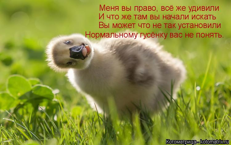 Меня вы право, всё же удивили И что же там вы начали искать Вы может что не так установили Нормальном... Котоматрица: Меня вы право, всё же удивили И что же там вы начали искать Вы может что не так установили Нормальному гусёнку вас не понять.