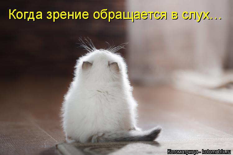 Котоматрица: Когда зрение обращается в слух…