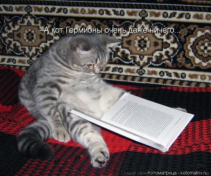 Котоматрица: - А кот Гермионы очень даже ничего...