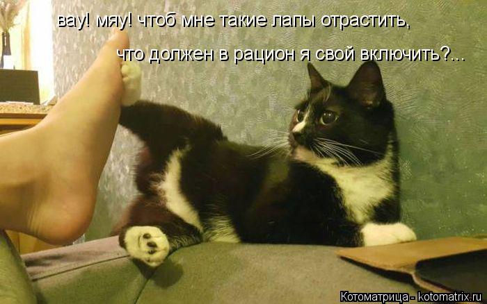 Котоматрица: вау! мяу! чтоб мне такие лапы отрастить, что должен в рацион я свой включить?...