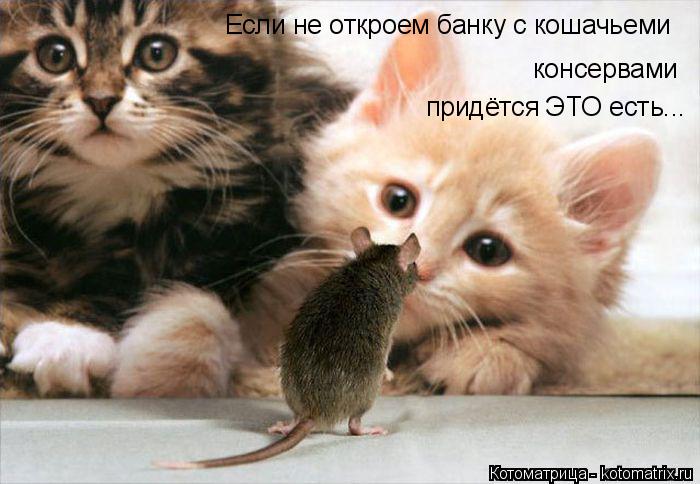 Если не откроем банку с кошачьеми придётся ЭТО есть... консервами... Котоматрица: Если не откроем банку с кошачьеми придётся ЭТО есть... консервами