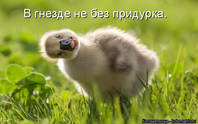 В гнезде не без придурка.... Котоматрица: В гнезде не без придурка.