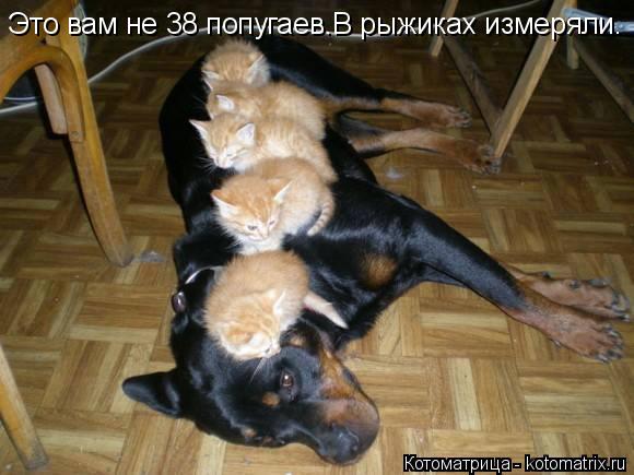 Это вам не 38 попугаев.В рыжиках измеряли.... Котоматрица: Это вам не 38 попугаев.В рыжиках измеряли.
