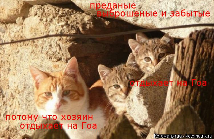 преданые выброшеные и забытые потому что хозяин отдыхает на Гоа отдыхает на Гоа... Котоматрица: преданые выброшеные и забытые потому что хозяин отдыхает на Гоа отдыхает на Гоа