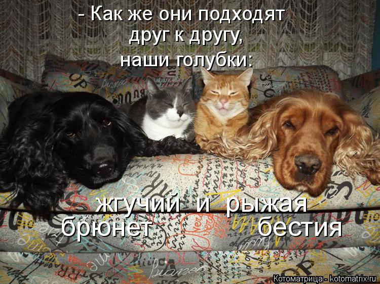 Котоматрица: - Как же они подходят друг к другу, наши голубки: жгучий  и  рыжая брюнет              бестия