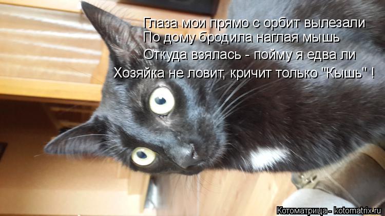 Хозяйка не ловит, кричит только "Кышь" ! Глаза мои прямо с орбит вылезали По дому бродила наглая мышь... Котоматрица: Хозяйка не ловит, кричит только "Кышь" ! Глаза мои прямо с орбит вылезали По дому бродила наглая мышь Откуда взялась - пойму я едва ли