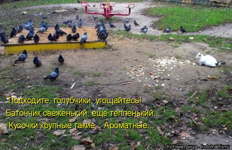 Котоматрица: Подходите, голубчики, угощайтесь! Батончик свеженький, еще тепленький... Кусочки крупные такие... Ароматные...