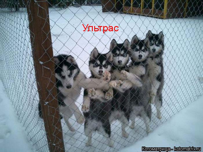 Котоматрица: Ультрас