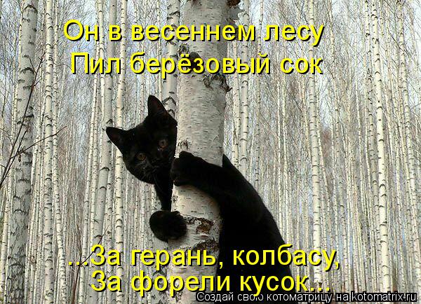 Он в весеннем лесу Пил берёзовый сок ...За герань, колбасу, За форели кусок...... Котоматрица: Он в весеннем лесу Пил берёзовый сок ...За герань, колбасу, За форели кусок...