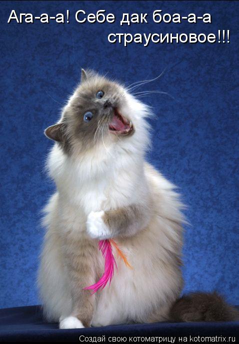 Котоматрица: Ага-а-а! Себе дак боа-а-а страусиновое!!!