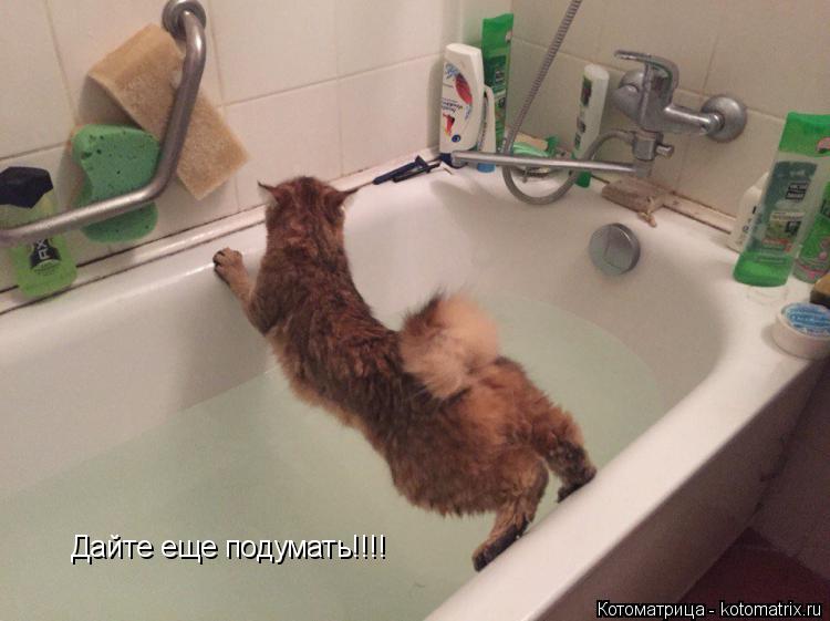 Котоматрица: Дайте еще подумать!!!!