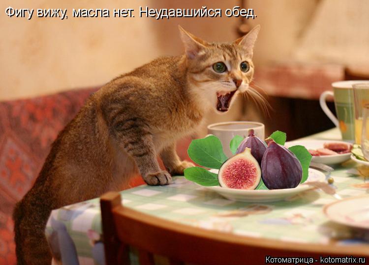 Котоматрица: Фигу вижу, масла нет. Неудавшийся обед.