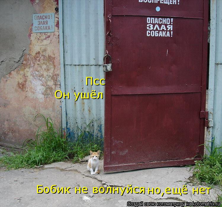 Котоматрица: Псс Он ушёл Бобик не волнуйся  но ещё нет ,