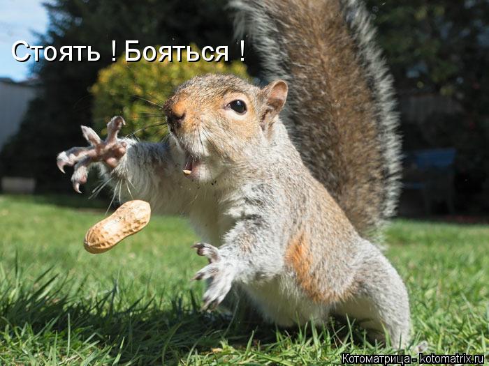 Котоматрица: Стоять ! Бояться !