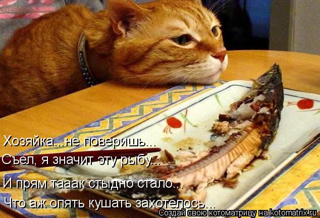 Хозяйка...не поверишь... И прям тааак стыдно стало... Что аж опять кушать захотелось... Съел, я значи... Котоматрица: Хозяйка...не поверишь... И прям тааак стыдно стало... Что аж опять кушать захотелось... Съел, я значит эту рыбу...