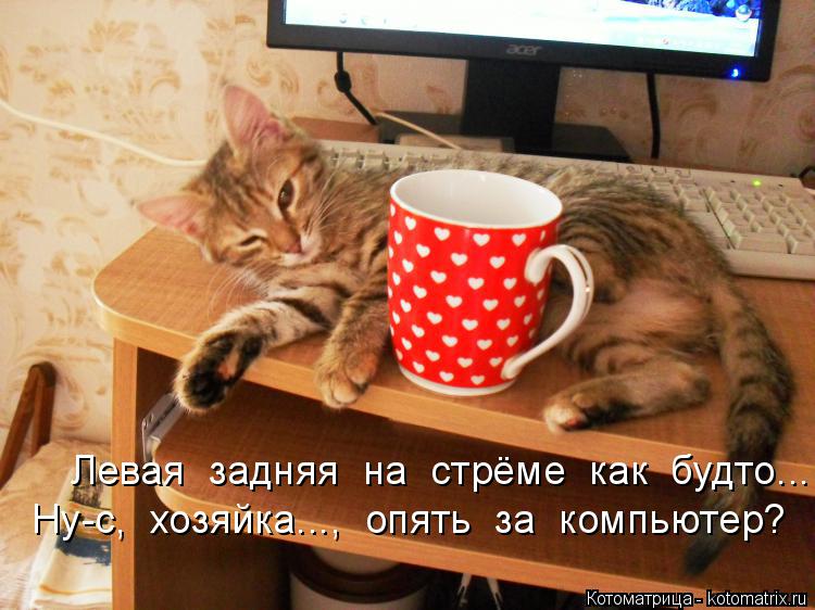 Котоматрица: Левая  задняя  на  стрёме  как  будто...   Ну-с,  хозяйка...,  опять  за  компьютер?