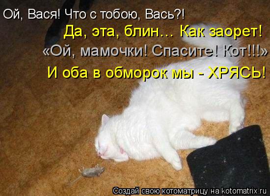 Котоматрица: Ой, Вася! Что с тобою, Вась?! Да, эта, блин… Как заорет! «Ой, мамочки! Спасите! Кот!!!» И оба в обморок мы - ХРЯСЬ!