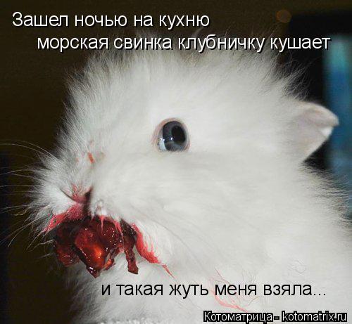 Котоматрица: Зашел ночью на кухню морская свинка клубничку кушает и такая жуть меня взяла...