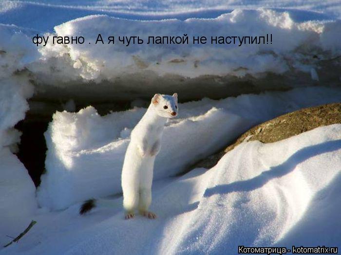 Котоматрица: фу гавно . А я чуть лапкой не наступил!!