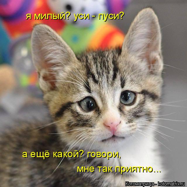 Котоматрица: я милый? уси - пуси? а ещё какой? говори,  мне так приятно...