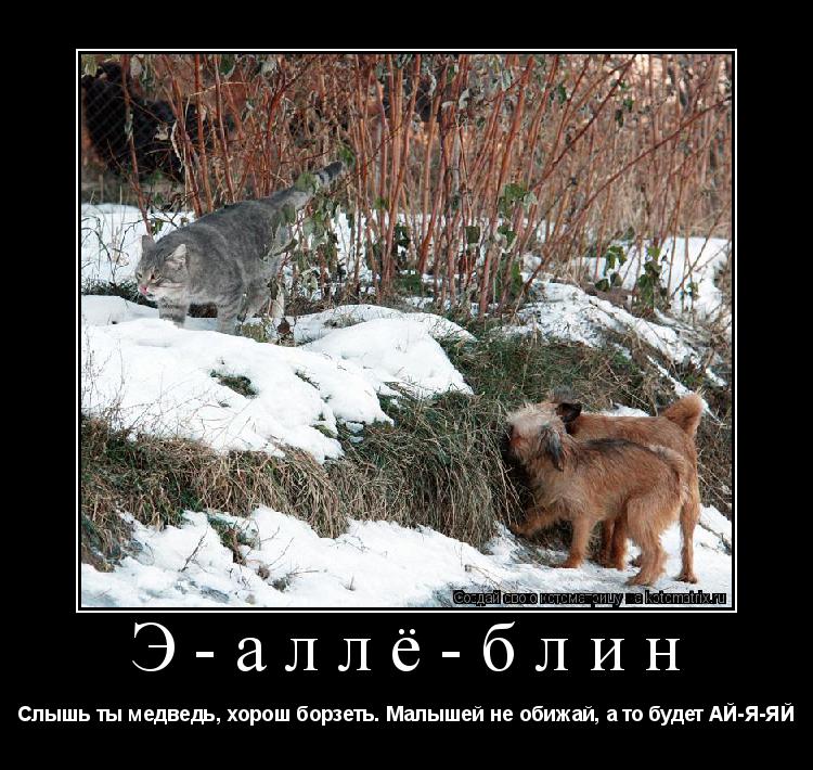 Котоматрица: Э-аллё-блин Слышь ты медведь, хорош борзеть. Малышей не обижай, а то будет АЙ-Я-ЯЙ