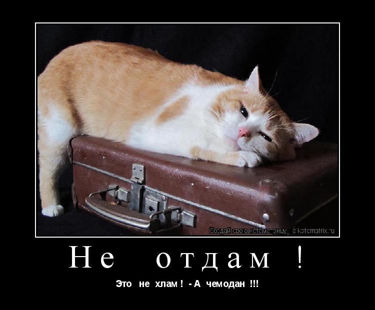 Котоматрица: Не  отдам ! Это   не  хлам !  - А  чемодан  !!!