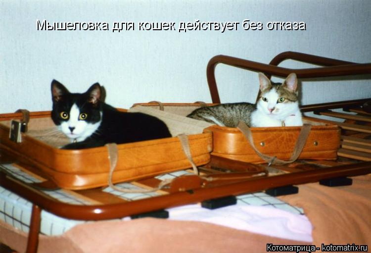 Котоматрица: Мышеловка для кошек действует без отказа