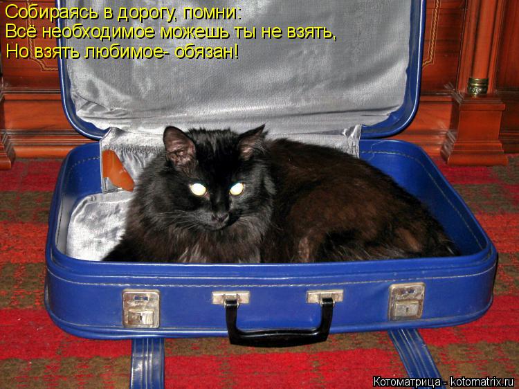 Котоматрица: Собираясь в дорогу, помни: Всё необходимое можешь ты не взять, Но взять любимое- обязан!