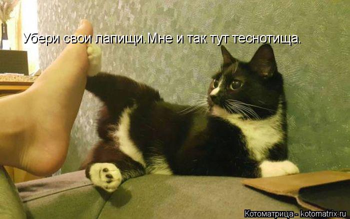 Котоматрица: Убери свои лапищи.Мне и так тут теснотища.