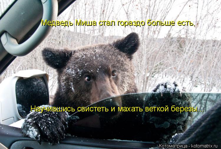 Котоматрица: Медведь Миша стал гораздо больше есть, Научившись свистеть и махать веткой березы...