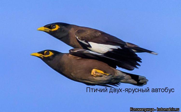 Котоматрица: Птичий двух-ярусный автобус