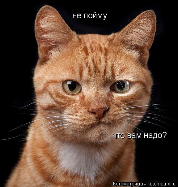 Котоматрица: не пойму: что вам надо?