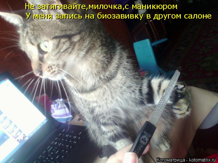 Котоматрица: Не затягивайте,милочка,с маникюром У меня запись на биозавивку в другом салоне