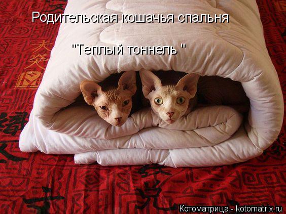 Котоматрица: Родительская кошачья спальня "Теплый тоннель "