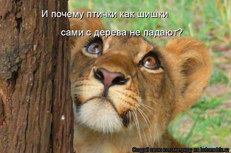 Котоматрица: И почему птички как шишки сами с дерева не падают?
