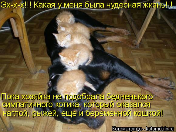 Котоматрица: Эх-х-х!!! Какая у меня была чудесная жизнь!!! Пока хозяйка не подобрала бедненького симпатичного котика, который оказался наглой, рыжей, еще и 