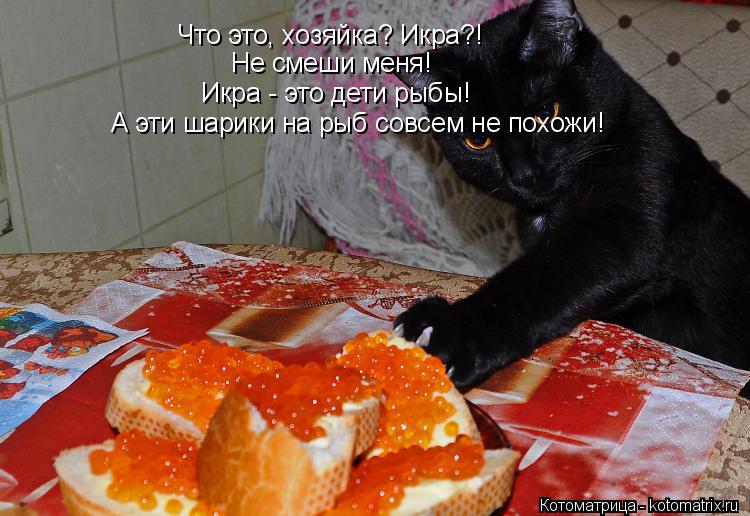 Котоматрица: Что это, хозяйка? Икра?! Не смеши меня! Икра - это дети рыбы! А эти шарики на рыб совсем не похожи!