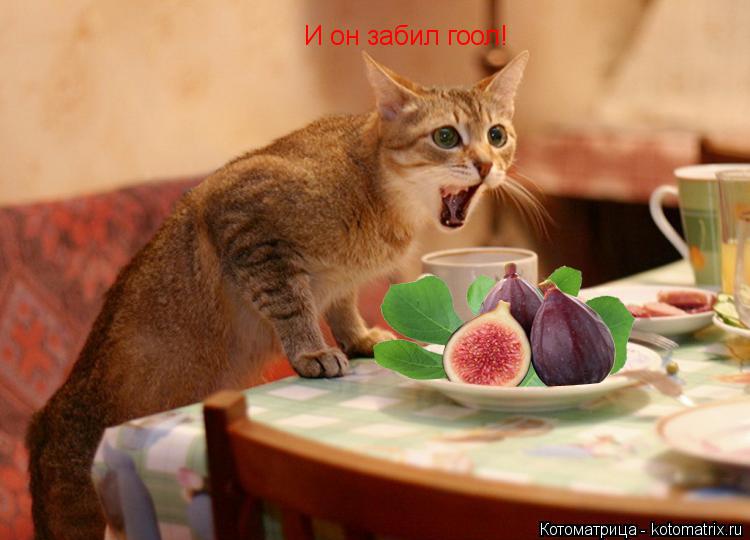 Котоматрица: И он забил гоол!