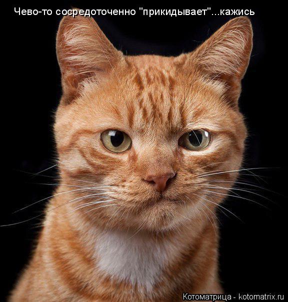 Котоматрица: Чево-то сосредоточенно "прикидывает"...кажись